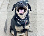 Small #1 Rottweiler Mix