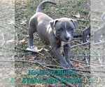 Small #1 American Pit Bull Terrier