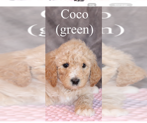 Medium Poodle (Standard)
