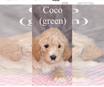 Puppy Coco Poodle (Standard)