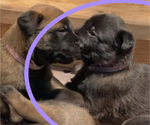Small Photo #19 Belgian Malinois Puppy For Sale in LABADIE, MO, USA