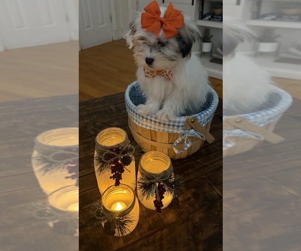 Medium Photo #26 Shih-Poo Puppy For Sale in DINWIDDIE, VA, USA