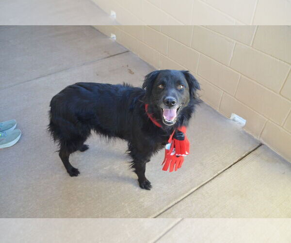 Medium Photo #3 German Shepherd Dog-Unknown Mix Puppy For Sale in McKinney, TX, USA