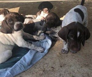 German Shorthaired Pointer Dog for Adoption in BLANCO, Texas USA