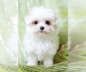 Maltese Puppy for sale in ROCK VALLEY, IA, USA