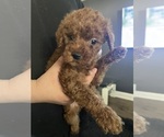 Puppy Puppy 2 Poodle (Miniature)