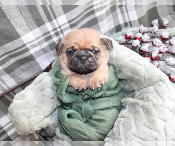 Medium Photo #1 Puggle mix (+ Pug) Puppy For Sale in OWEN, WI, USA