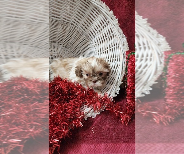 Medium Photo #12 Shih Tzu Puppy For Sale in GREENWOOD, WI, USA