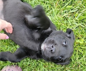 Labrador Retriever Puppy for sale in MOUNT SOLON, VA, USA