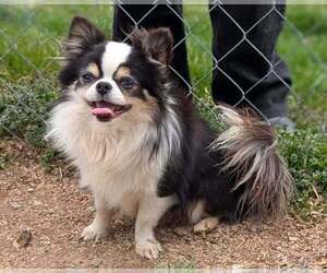 Father of the Chihuahua puppies born on 07/17/2026