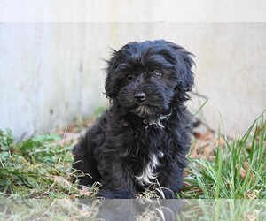 YorkiePoo Puppy for sale in CHILLICOTHE, MO, USA