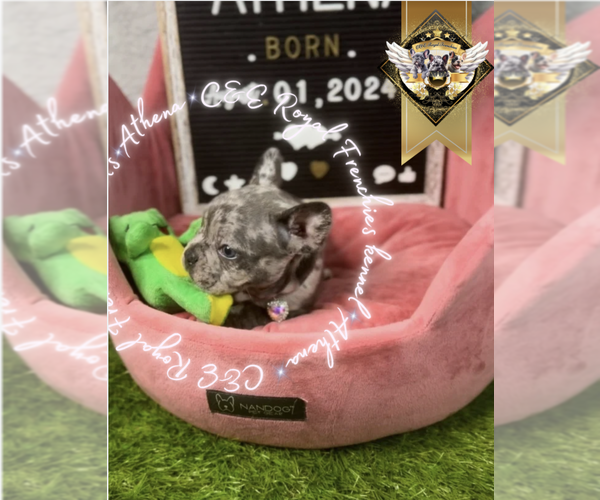 Medium Photo #14 French Bulldog Puppy For Sale in ATHENS, GA, USA