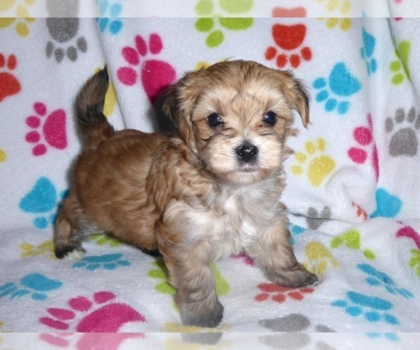 Medium Photo #1 Morkie Puppy For Sale in ORO VALLEY, AZ, USA