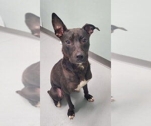 Mutt Dogs for adoption in Lake City, MI, USA