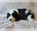 Image preview for Ad Listing. Nickname: Archie