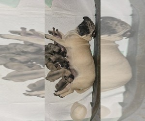 Mother of the Frenchie Pug puppies born on 01/01/2026