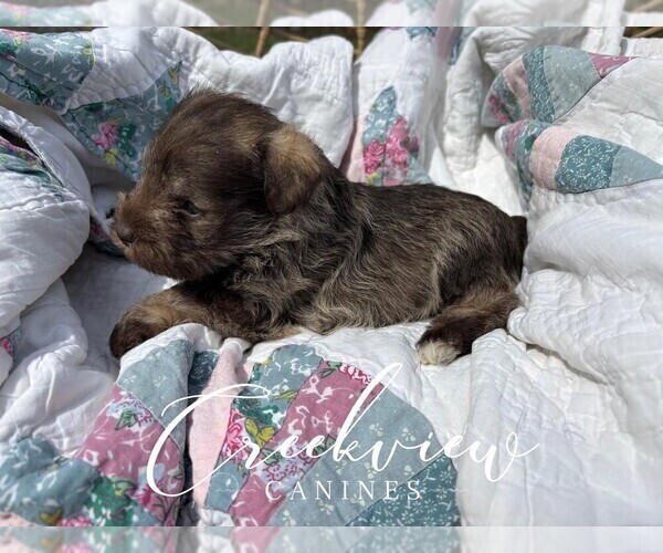 Medium Photo #3 Schnauzer (Miniature) Puppy For Sale in NIANGUA, MO, USA