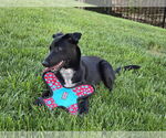 Small #11 Labrador Retriever Mix
