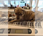 Small #4 American Pit Bull Terrier Mix