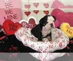 Small Photo #16 English Bulldog Puppy For Sale in LEHIGH ACRES, FL, USA