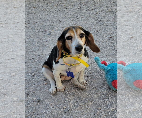Medium Photo #2 Beagle Puppy For Sale in Las Vegas, NV, USA