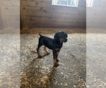 Ranger - Male Doberman Pinscher Puppy for Sale - Photo #3