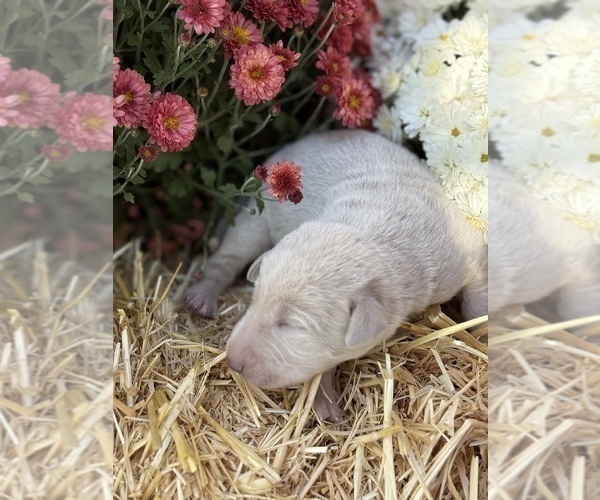 Medium Photo #22 Labrador Retriever Puppy For Sale in LEASBURG, MO, USA