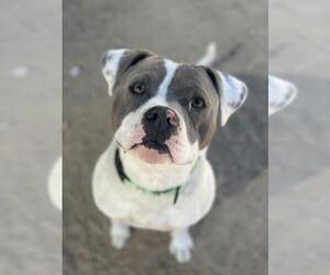 American Pit Bull Terrier Dogs for adoption in Santa Maria, CA, USA