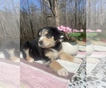 Small Photo #14 Australian Shepherd Puppy For Sale in FARMVILLE, VA, USA