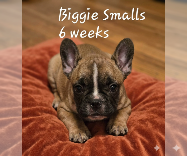 Medium Photo #1 French Bulldog Puppy For Sale in EDISON, NJ, USA