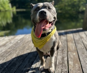 American Bully Dog for Adoption in PHILADELPHIA, Pennsylvania USA