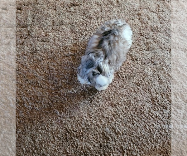 Medium Photo #3 Shih-Poo Puppy For Sale in HOBART, IN, USA