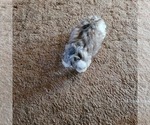 Female 1 - Female Shih-Poo Puppy for Sale - Photo #3