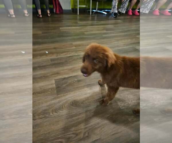 Medium Photo #5 Mutt Puppy For Sale in Wakefield, RI, USA