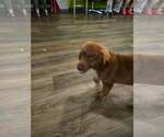 Small #4 Mutt