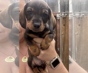 Dachshund Litter for sale in FOUNTAIN VALLEY, CA, USA