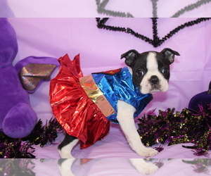 Boston Terrier Puppy for sale in BROOKSVILLE, FL, USA