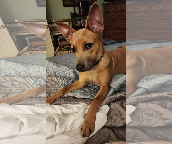 Medium Photo #9 American Staffordshire Terrier-Black Mouth Cur Mix Puppy For Sale in Spring, TX, USA