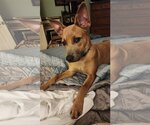 Small #8 American Staffordshire Terrier-Black Mouth Cur Mix