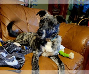 Turtle - Female American Pit Bull Terrier-German Shepherd Dog Mix Dog for Adoption - Photo #3