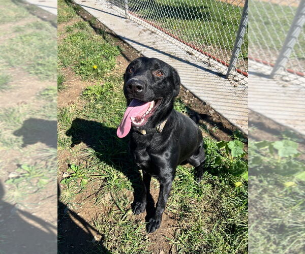 Medium Photo #3 Labrador Retriever-Unknown Mix Puppy For Sale in Pierceton , IN, USA