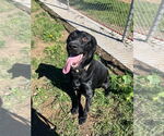 Small #2 Labrador Retriever Mix