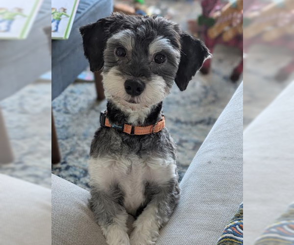 Medium Photo #2 Havanese Puppy For Sale in Brooklyn Center, MN, USA