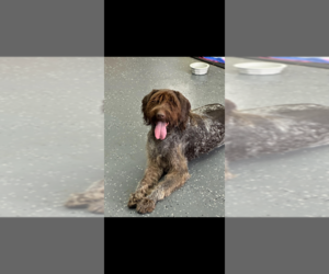 Mother of the German Wirehaired Pointer puppies born on 05/21/2023