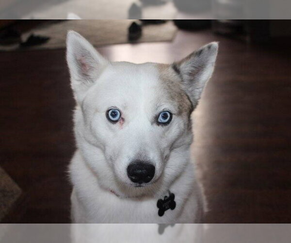 Medium Photo #1 Pomsky Puppy For Sale in St. Louis Park, MN, USA