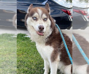Siberian Husky Dogs for adoption in HESPERIA, CA, USA