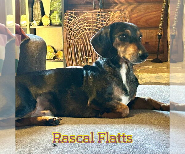 Medium Photo #5 Dachshund Puppy For Sale in San Antonio, TX, USA