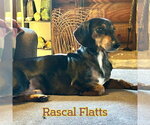Small #4 Dachshund