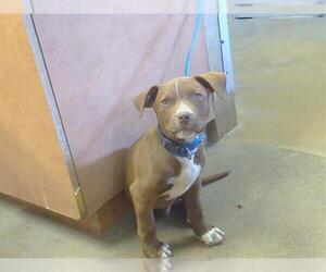 Mutt Dogs for adoption in Sacramento, CA, USA