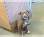 Small Mutt